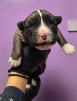 Shepherd and Mixed Breed Dogs Available for Adoption - 60319576 | PetCurious