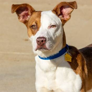 Rescue Pit Bull Terrier and Mixed Breed Dogs for Adoption in St. Louis, Missouri - ROXETTE | PetCurious