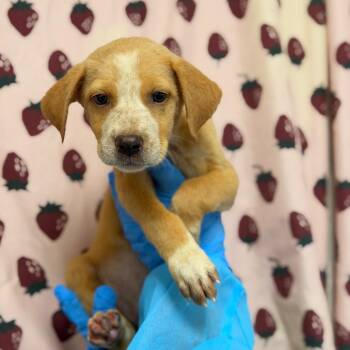 Gator -  Labrador Retriever and Mixed Breed Dog for Adoption in San Antonio, Texas - Gator | PetCurious