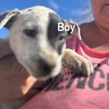 Tongs -  Cattle Dog Dog for Adoption in Tacoma, Washington - Tongs | PetCurious