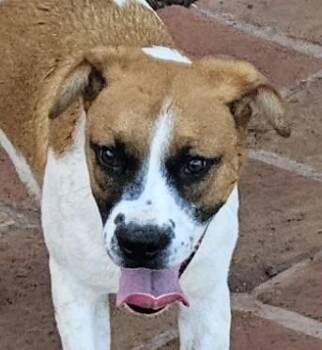 Rescue Retriever and Australian Cattle Dog Blue Heeler Dogs for Adoption in Santa Ana, California - Georgette | PetCurious