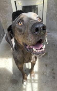 King Titan -  Great Dane and Mixed Breed Dog for Adoption in Fort Worth, Texas - King Titan | PetCurious