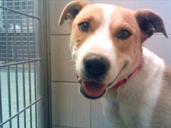 Rescue Mixed Breed Dogs for Adoption in Santa Fe, New Mexico - CARMELITO | PetCurious