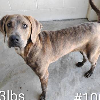 Plott Hound and Weimaraner Dogs Available for Adoption in Loxahatchee Groves, Florida - DAN | PetCurious