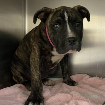 Mixed Breed Dogs Available for Adoption in Chattanooga, Tennessee - Drum Stick | PetCurious