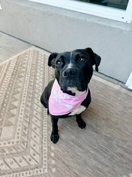 Rescue Staffordshire Bull Terrier Dogs for Adoption in Santa Monica, California - Darla | PetCurious