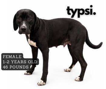Typsi -  Mixed Breed Dog for Adoption in Ashland, Kentucky - Typsi | PetCurious