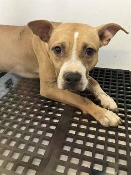 JESS -  Mixed Breed Dog for Adoption in Dallas, Texas - JESS | PetCurious