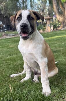 Cody -  American Staffordshire Terrier and Great Pyrenees Dog for Adoption in Twin Falls, Idaho - Cody | PetCurious