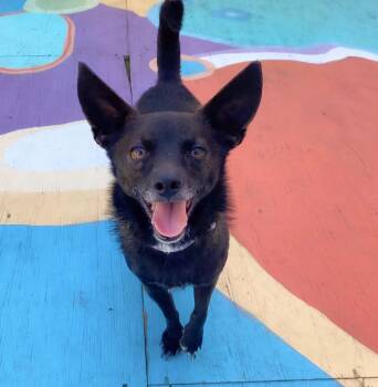 Rescue Chihuahua Dogs for Adoption in Dallas, Texas - Kringle | PetCurious