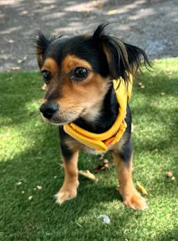ZUKI -  Dachshund and Yorkshire Terrier Dog Available for Adoption in Margate, Florida - ZUKI | PetCurious