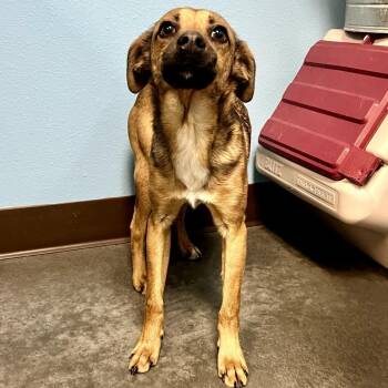 Mixed Breed Dogs Available for Adoption in Idaho Falls, Idaho - Chewy | PetCurious