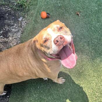 Sophia -  Pit Bull Terrier and Mixed Breed Dog for Adoption in Newport, North Carolina - Sophia | PetCurious