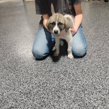 Hallee -  Great Pyrenees and Anatolian Shepherd Dog for Adoption in Sulphur, Oklahoma - Hallee | PetCurious