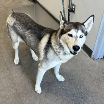 Luna -  Mixed Breed Dog for Adoption in Las Cruces, New Mexico - Luna | PetCurious