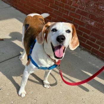 Bootleg -  Hound and Mixed Breed Dog for Adoption in Richmond, Virginia - Bootleg | PetCurious