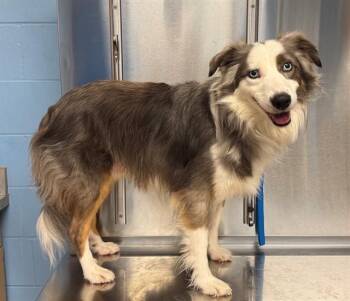 FINNEAS -  Australian Shepherd and Shetland Sheepdog Sheltie Dog for Adoption in Minneapolis, Minnesota - FINNEAS | PetCurious
