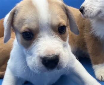 GEORGE -  Mixed Breed Dog for Adoption in Dallas, Texas - GEORGE | PetCurious