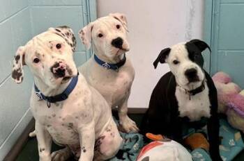 American Staffordshire Terrier and Mixed Breed Dogs Available for Adoption in Palm Coast, Florida - Rosie | PetCurious