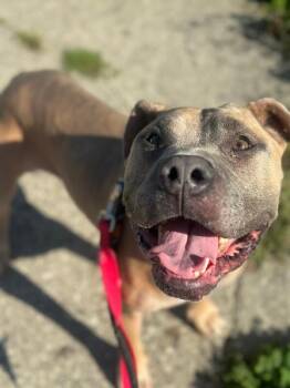 Lara Croft -  Mixed Breed Dog for Adoption in Cincinnati, Ohio - Lara Croft | PetCurious