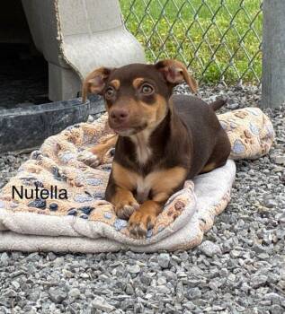 Nutella -  Chiweenie Dog Available for Adoption in Honeoye Falls, New York - Nutella | PetCurious