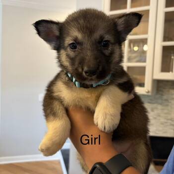 Kona -  Siberian Husky and German Shepherd Dog Dog Available for Adoption in Brentwood, Tennessee - Kona | PetCurious