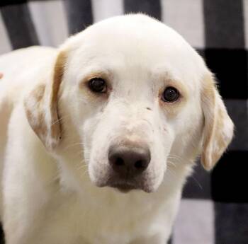Labrador Retriever Dogs Available for Adoption in Kansas City, Kansas - Aspen (AO36606) | PetCurious