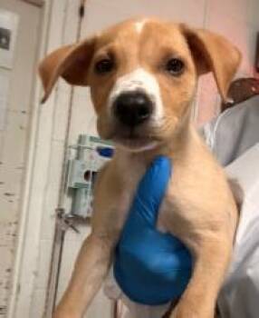 Earl -  Mixed Breed Dog for Adoption in West Chester, Pennsylvania - Earl | PetCurious