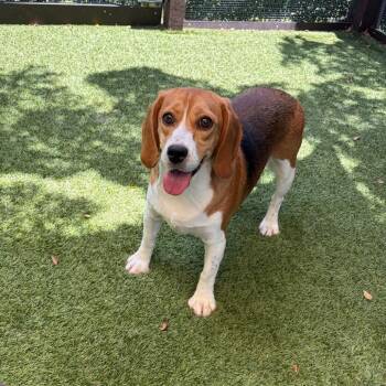 Sally 9126 -  Beagle Dog for Adoption in Loxahatchee Groves, Florida - Sally 9126 | PetCurious