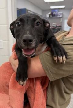 Praline -  Mixed Breed Dog for Adoption in Kansas City, Missouri - Praline | PetCurious