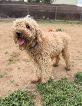 Poodle and Mixed Breed Dogs Available for Adoption in Severance, Colorado - Chopper | PetCurious