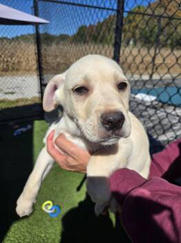 Yukon -  Golden Retriever Dog for Adoption in Richmond, Kentucky - Yukon | PetCurious