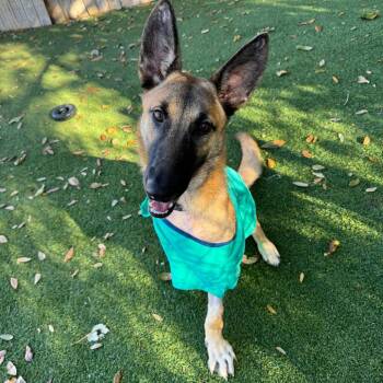 German Shepherd Dog Dogs Available for Adoption - Yardra | PetCurious