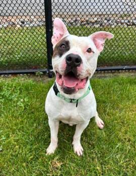 Rollo -  Pit Bull Terrier Dog for Adoption in Reisterstown, Maryland - Rollo | PetCurious
