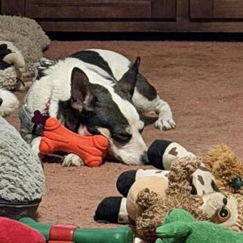 Terrier and Chihuahua Dogs Available for Adoption in Hillsborough, North Carolina - Sheila | PetCurious
