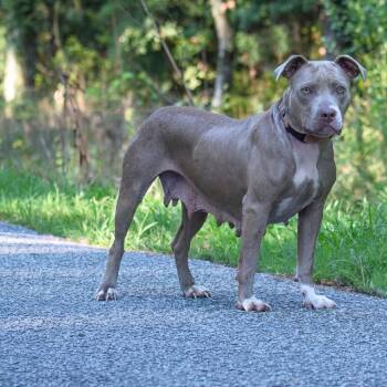 Rescue Mixed Breed Dogs for Adoption in Summerville, South Carolina - Roo | PetCurious