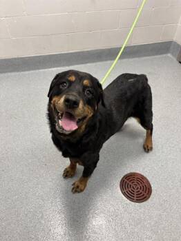 ATHENA -  Rottweiler Dog for Adoption in Indianapolis, Indiana - ATHENA | PetCurious