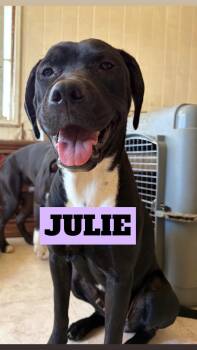 COCO, RUFUS, SNOOPY, ROSCOE, JULIE, NAVA, & MIGHTY -  Pit Bull Terrier Dog for Adoption - COCO, RUFUS, SNOOPY, ROSCOE, JULIE, NAVA, & MIGHTY | PetCurious