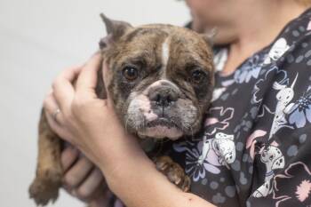 Mary -  French Bulldog Dog for Adoption in Mountain Home, Arkansas - Mary | PetCurious