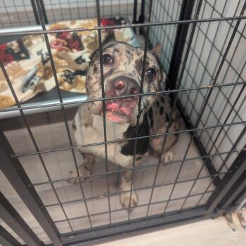 Terrier Dogs Available for Adoption - Nebula | PetCurious