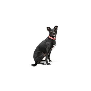 Sesame -  Mixed Breed Dog for Adoption in Los Angeles, California - Sesame | PetCurious