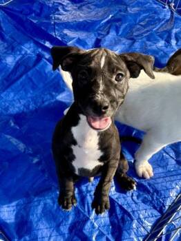 Remy -  Terrier and Mixed Breed Dog for Adoption in Picayune, Mississippi - Remy | PetCurious