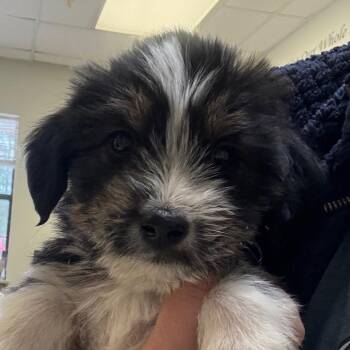 Mixed Breed Dogs Available for Adoption in Mount Vernon, Arkansas - Smidge | PetCurious