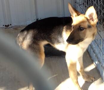 Sidney -  German Shepherd Dog Dog for Adoption in Brownwood, Texas - Sidney | PetCurious