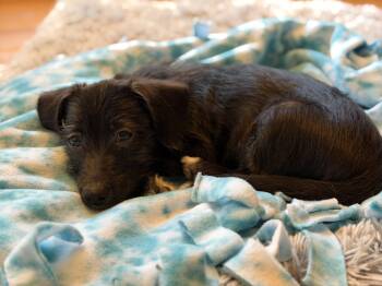 Fiona -  Chihuahua and Terrier Dog for Adoption in Wheaton, Illinois - Fiona | PetCurious