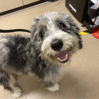 Lee A2290324 -  Bernese Mountain Dog and Poodle Dog for Adoption in Los Angeles, California - Lee A2290324 | PetCurious