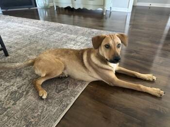 Rescue Mixed Breed Dogs for Adoption in Memphis, Tennessee - Hankmas | PetCurious