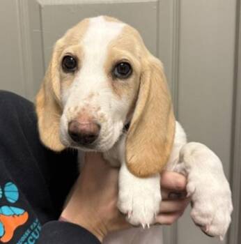 Maeve -  Basset Hound and Terrier Dog for Adoption in Littleton, Colorado - Maeve | PetCurious