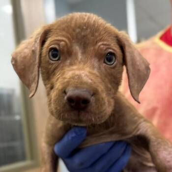 Slate -  Mixed Breed Dog for Adoption in Marshall, Texas - Slate | PetCurious