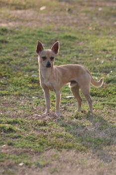 Chihuahua Dogs Available for Adoption - Little Pico | PetCurious